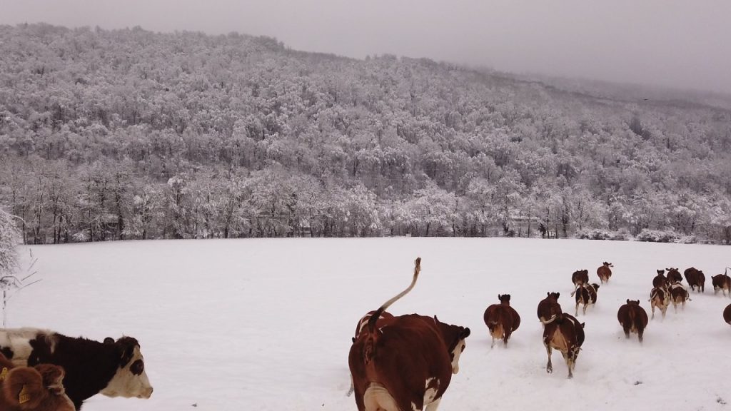 Winterfreuden auf dem Lehenhof (Video)